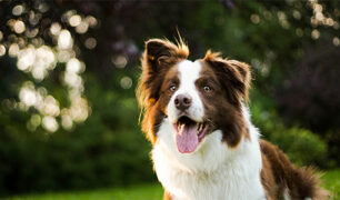 LMS – Learning Management System for Veterinary Professionals